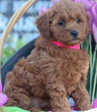 Puppies for sale , cavapoo - Turkmenistan, Ashgabat