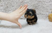 Puppies for sale yorkshire terrier - Lithuania, Silale