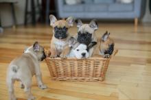 Puppies for sale french bulldog, french bulldog - Lithuania, Rokiskis