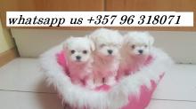 Puppies for sale maltese - Cyprus, Limassol