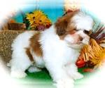 Puppies for sale havanese - Canada, Ontario, Toronto