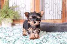 Puppies for sale yorkshire terrier - France, Paris