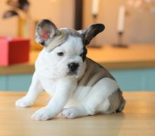 Puppies for sale french bulldog, french bulldog - Bulgaria, Plovdiv