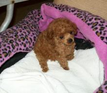Puppies for sale , toy poodle - Hungary, Budapest