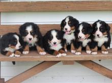 Puppies for sale bernese mountain dog - Latvia, Riga