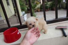 Puppies for sale poodle - Slovenia, Subbotitsa