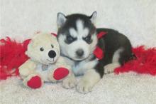 Puppies for sale haski, blue eyes siberian husky puppies - Greece, Athens