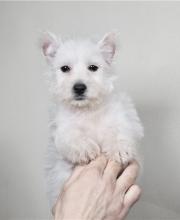 Puppies for sale west highland white terrier - Italy, Venice