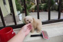 Puppies for sale toy-poodle - Netherlands, Oldebroek