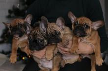 Puppies for sale french bulldog, french bulldog - Ukraine, Dnipropetrovsk