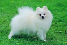 Puppies for sale pomeranian spitz - Greece, Patra
