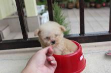 Puppies for sale poodle - Slovakia, Kladno