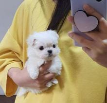 Puppies for sale maltese - Lithuania, Druskininkai