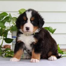 Puppies for sale bernese mountain dog - Ireland, Mornington