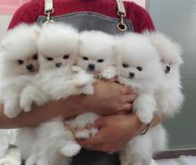 Puppies for sale pomeranian spitz - USA, District Of Columbia