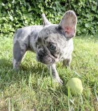 Puppies for sale french bulldog - Romania, Brasov