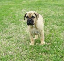 Puppies for sale bullmastiff - Ireland, Cork. Price 155 €