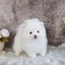 Puppies for sale pomeranian spitz - USA, New Hampshire