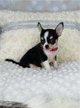 Puppies for sale chihuahua - Italy, Leche