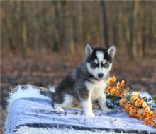 Puppies for sale , pomsky - Spain, Toledo