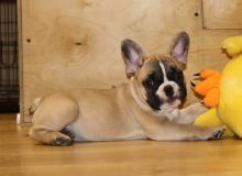 Puppies for sale french bulldog, french bulldog - Canada, Manitoba, Winnipeg