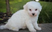 Puppies for sale bichon - Latvia, Jurmala. Price 18 €