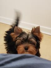 Puppies for sale yorkshire terrier - United Kingdom, Edinburgh