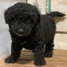 Puppies for sale , bordoodle - Azerbaijan, Sumgait