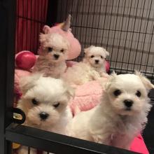 Puppies for sale maltese - Ireland, Dublin