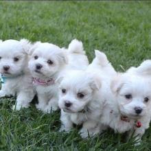 Puppies for sale maltese - Ireland, Dublin