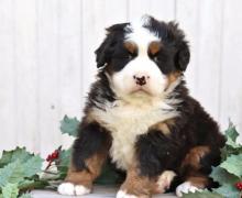 Puppies for sale bernese mountain dog - Netherlands, Harlem