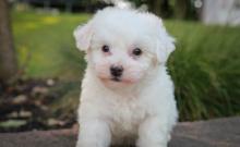 Puppies for sale bichon - Kazakhstan, Kostanai. Price 155 €