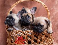 Puppies for sale french bulldog, french bulldog - USA, New Mexico