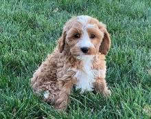 Puppies for sale , cavapoo - Uzbekistan, Namangan