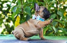 Puppies for sale french bulldog, french bulldog - Canada, Ontario, Windsor