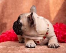 Puppies for sale french bulldog, french bulldog - USA, Rhode Island