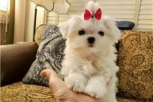 Puppies for sale maltese - United Kingdom, Esek