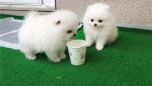 Puppies for sale pomeranian spitz - Bulgaria, Plovdiv