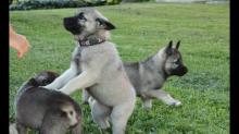 Puppies for sale , norwegian elkhound  - Canada, British Columbia, Victoria