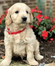 Puppies for sale , goldendoodles - France, On