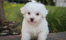 Puppies for sale bichon - United Kingdom, Belfast. Price 250 €