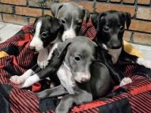 Puppies for sale italian greyhound - Czech Republic, Presov. Price 12 €