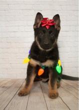 Puppies for sale german shepherd dog - Ukraine, Donetsk