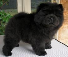 Puppies for sale chow chow - Slovakia, Cheb. Price 10 €