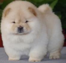 Puppies for sale chow chow - Czech Republic, Cheb