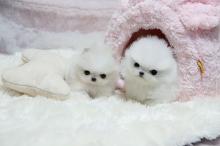 Puppies for sale pomeranian spitz - Finland, Kotka