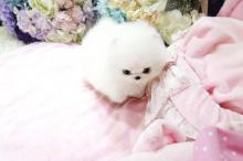 Puppies for sale pomeranian spitz - United Kingdom, Bradford