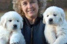 Puppies for sale golden retriever - Ukraine, Dnipropetrovsk