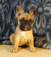 Puppies for sale french bulldog, french bulldog - Canada, British Columbia, Vancouver