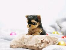 Puppies for sale yorkshire terrier - Portugal, Gondomar